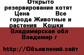 Открыто резервирование котят › Цена ­ 15 000 - Все города Животные и растения » Кошки   . Владимирская обл.,Владимир г.